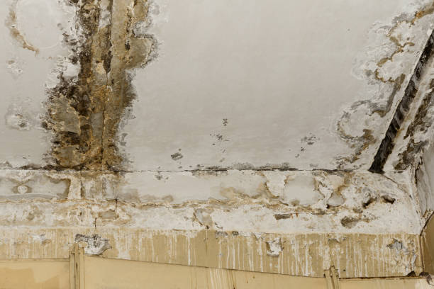 Best Environmental Consulting for Mold Prevention  in Chadds Ford, PA